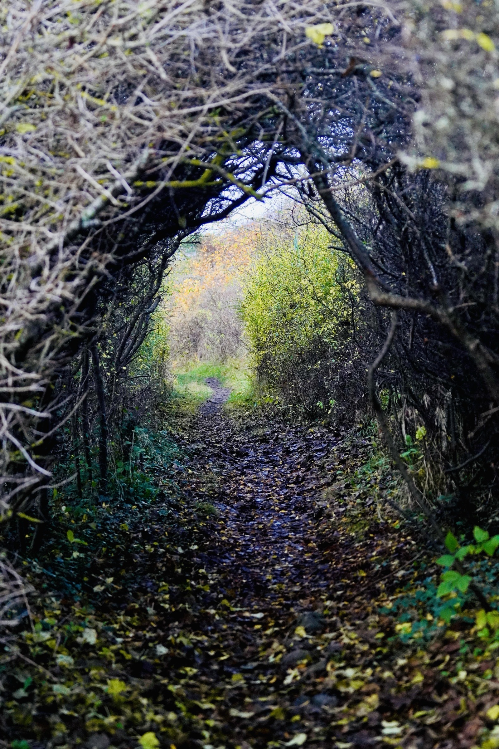 Photograph taken in Sweden by Karl Evans.