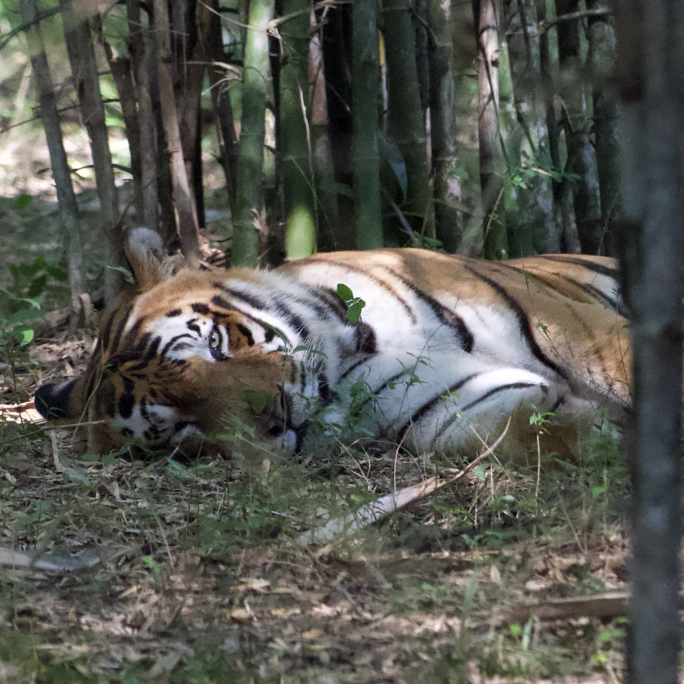 Photograph taken in India by Karl Evans.