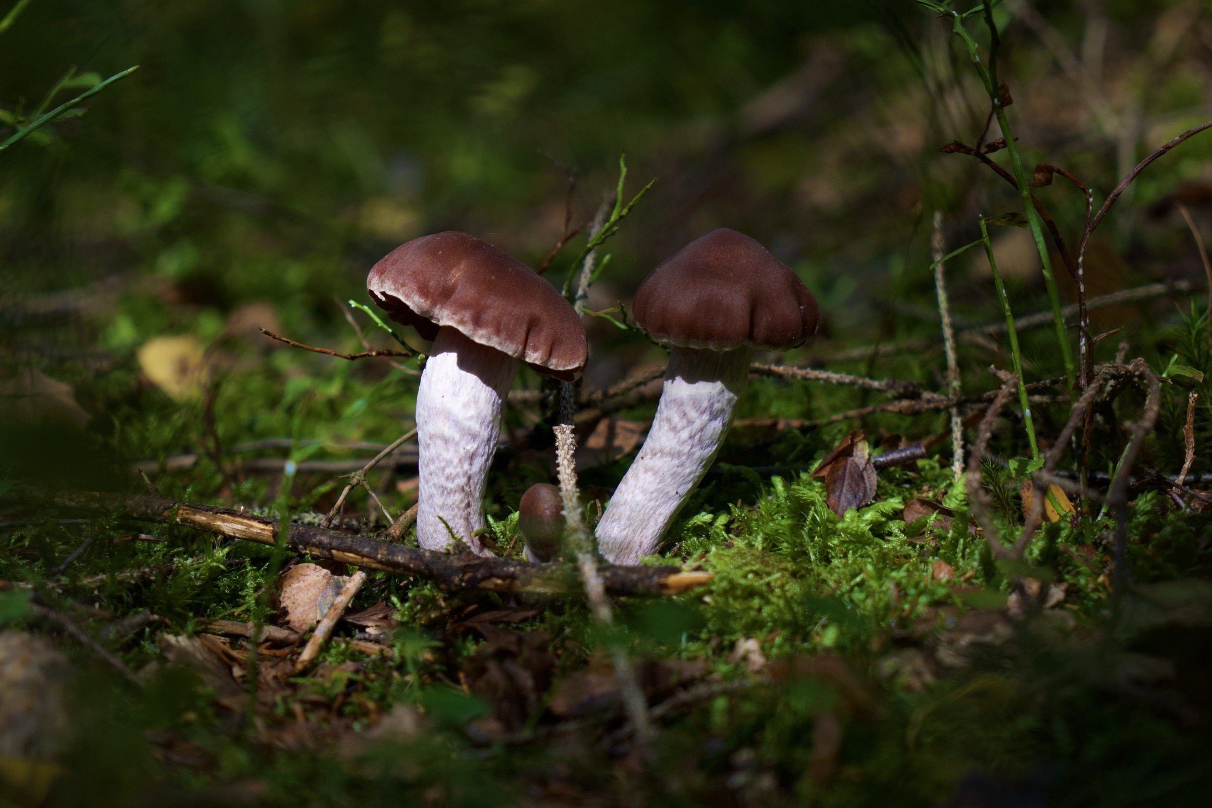 Photograph taken in Sweden by Karl Evans.