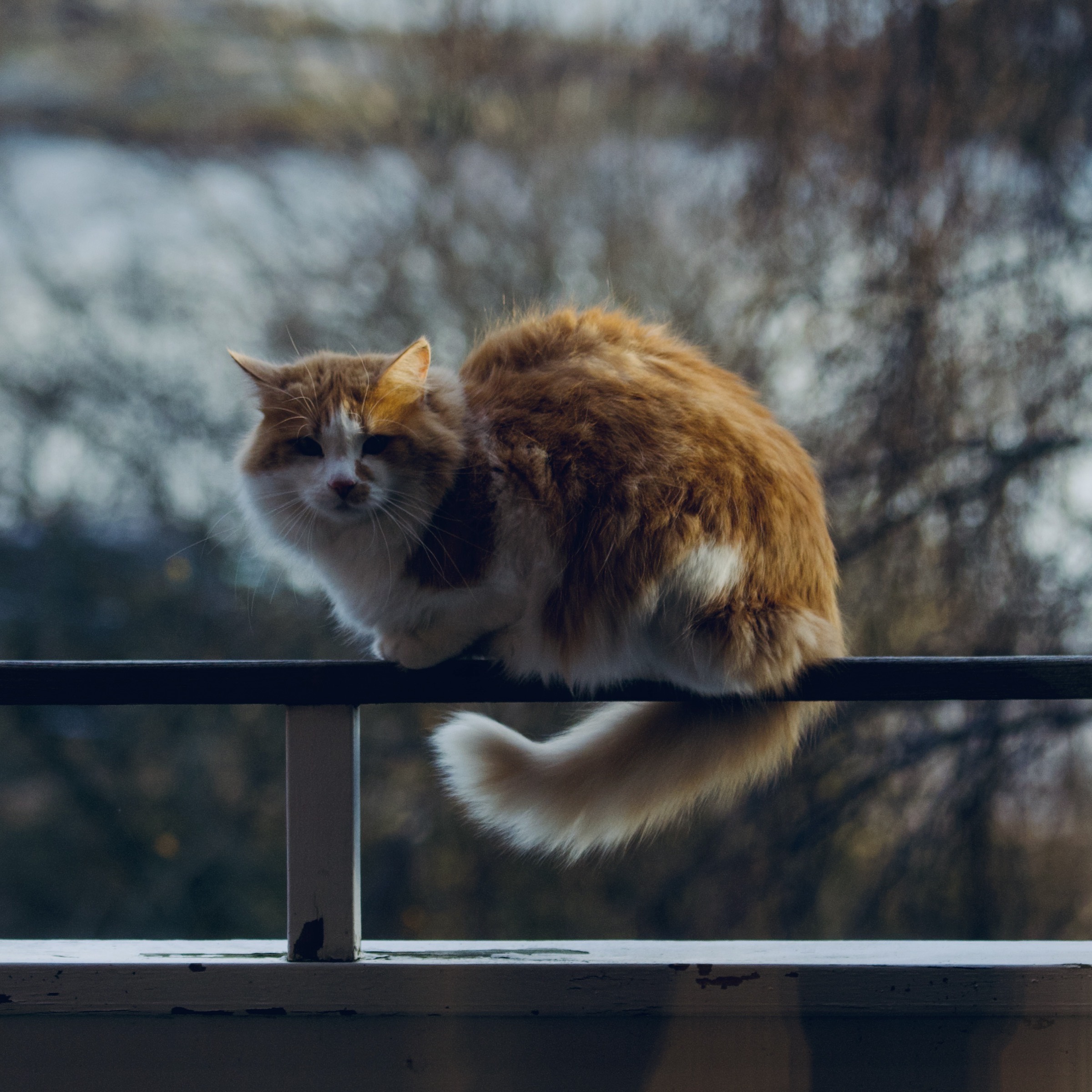Photograph taken in Sweden by Karl Evans.