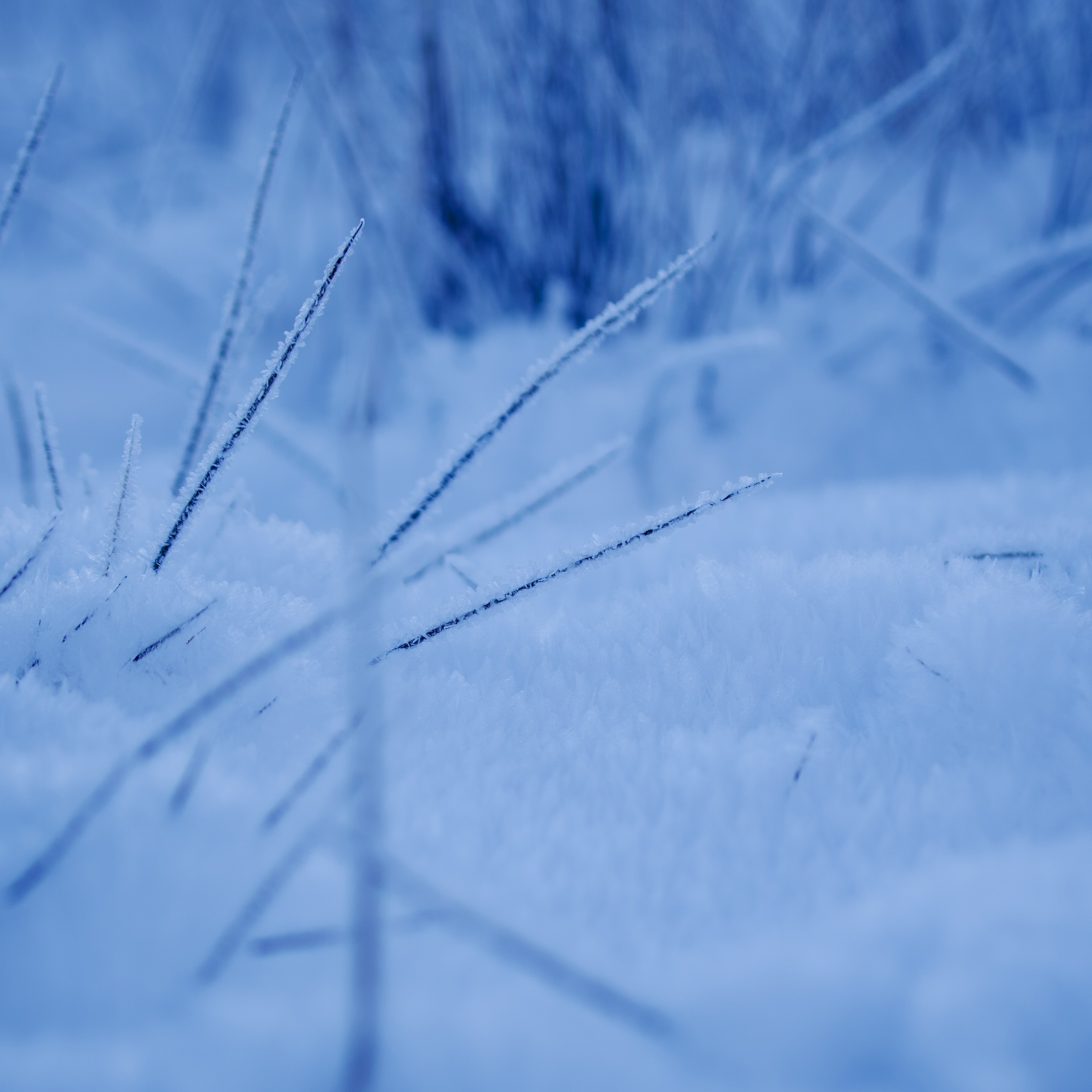 Photograph taken in Sweden by Karl Evans.