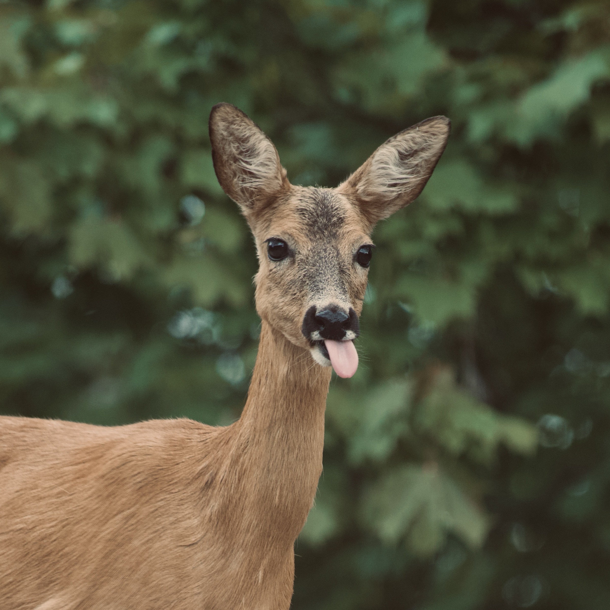Photograph taken in Sweden by Karl Evans.