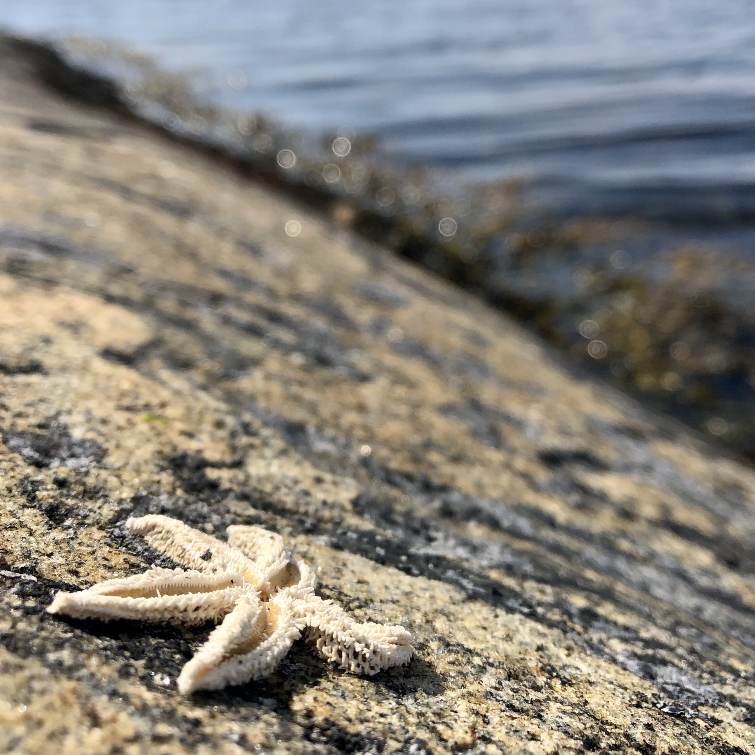 Photograph taken in Sweden by Karl Evans.