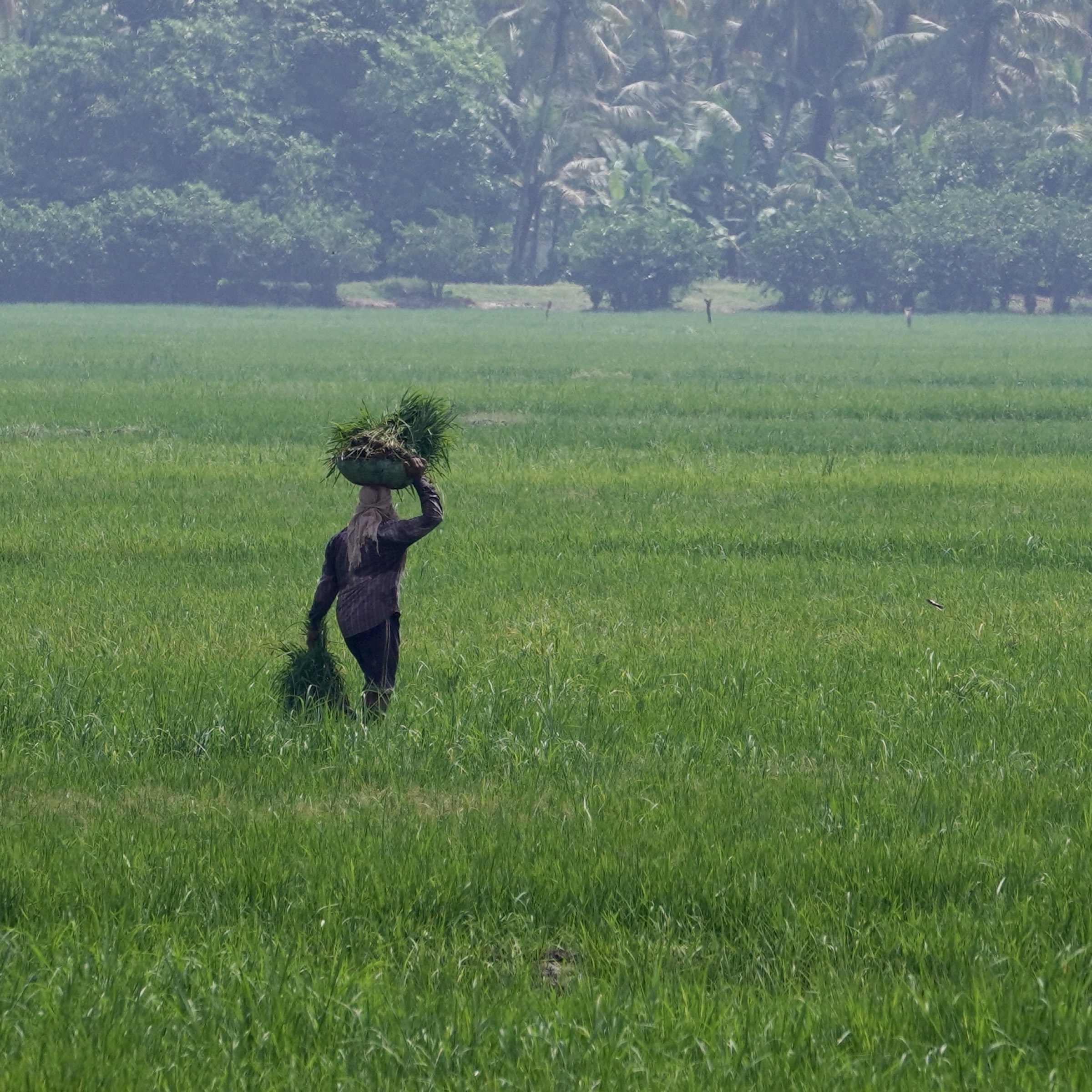 Photograph taken in India by Karl Evans.