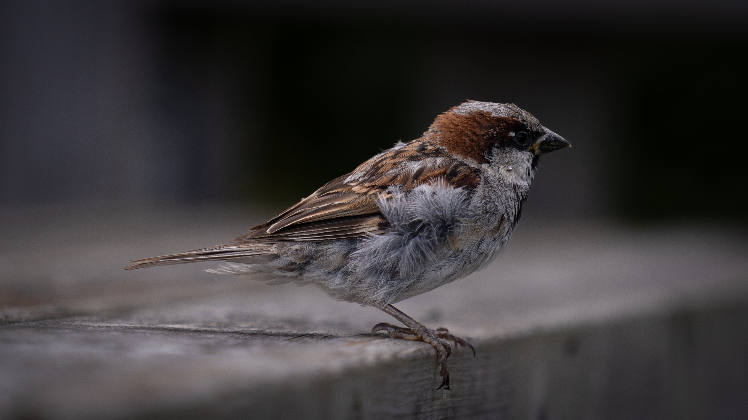Bird — Sweden. Photograph by Karl Evans.