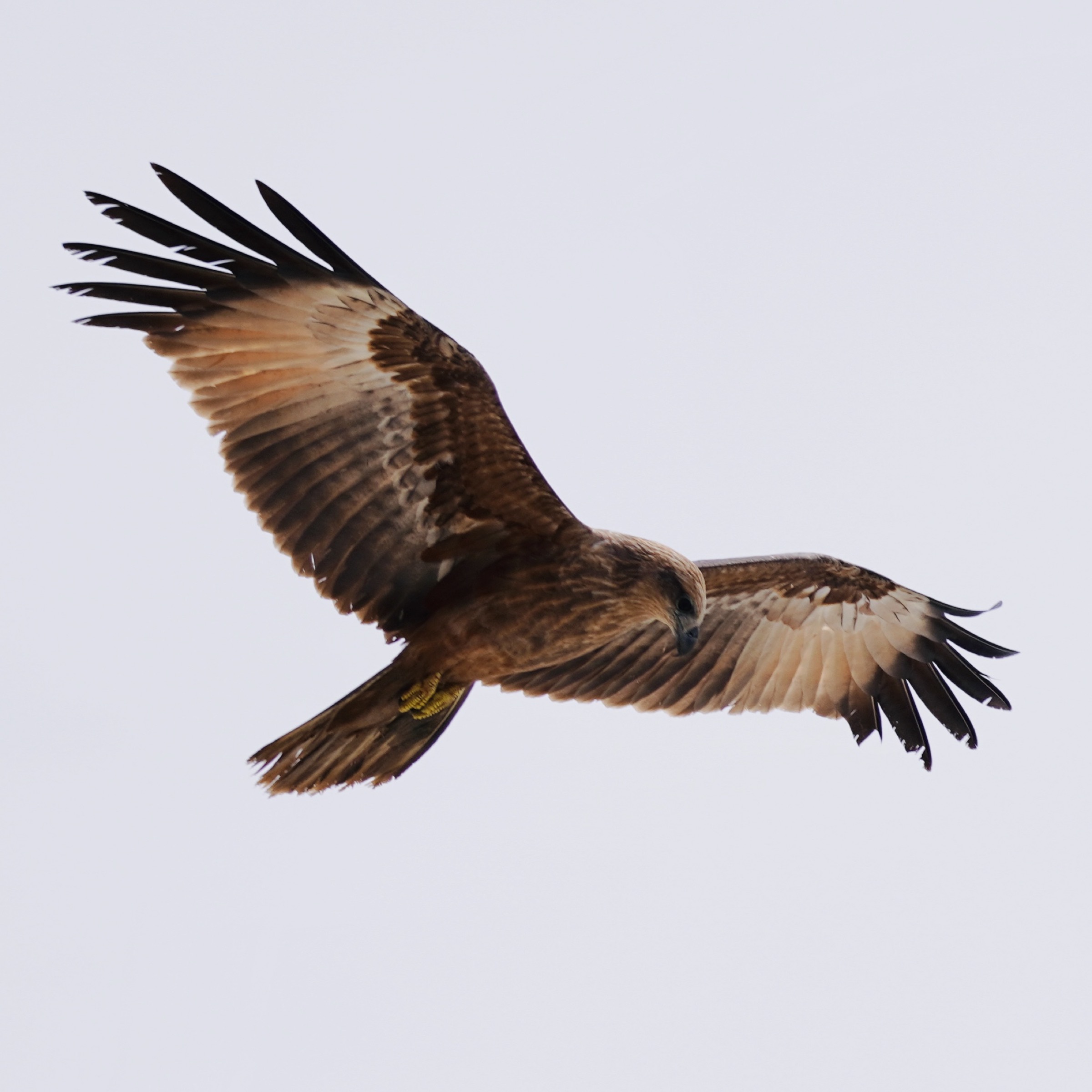 Large bird flying over head