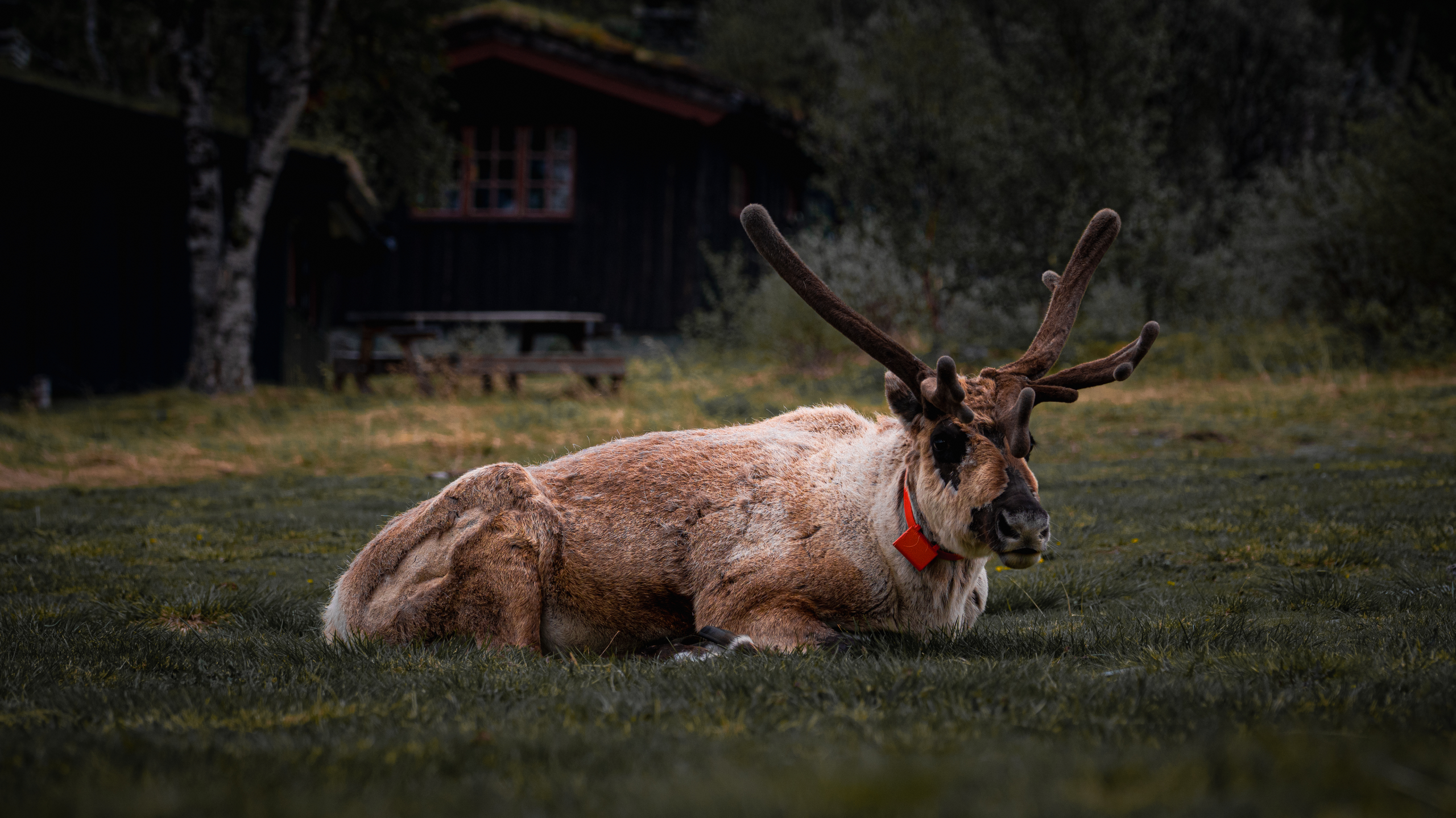 Moose — Norway. Photograph by Karl Evans.