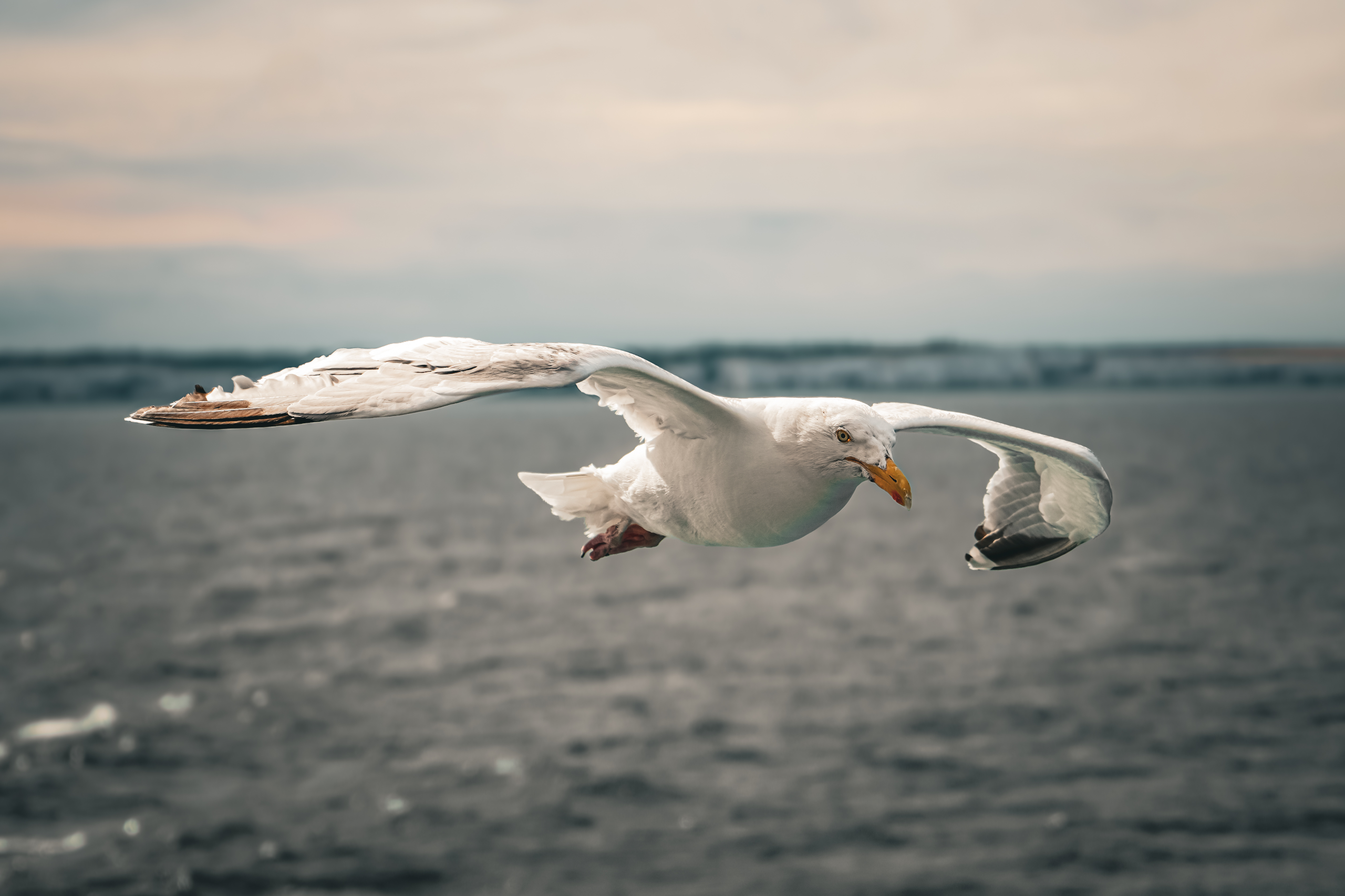 Seagull — United Kingdom. Photograph by Karl Evans.