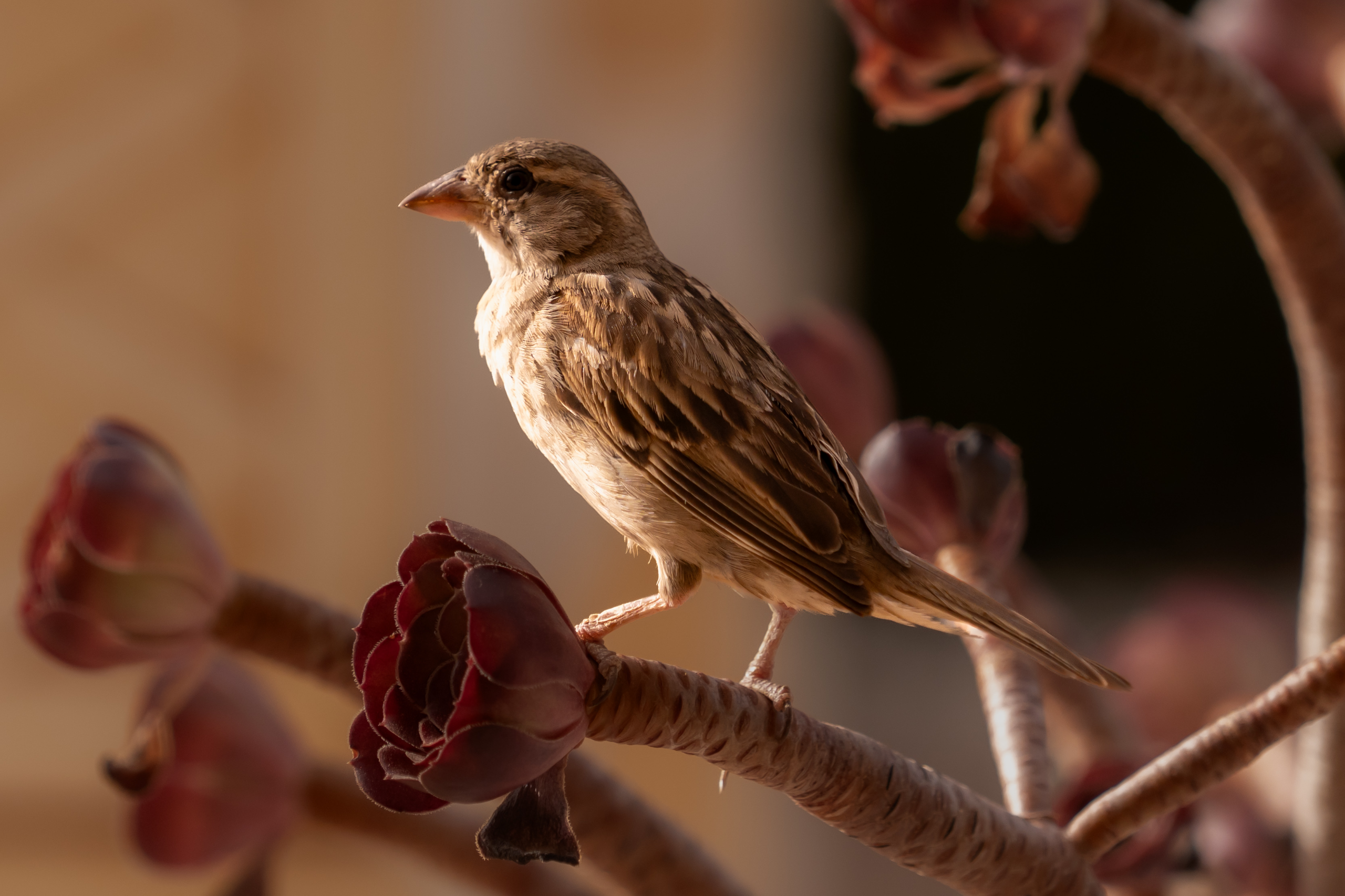 Bird standing on a plant in the sun